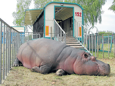 Flusspferd "Poppäa" aus dem Circus Krone kann "sein natürliches Sozialverhalten nicht ausleben", sagt die Tierexpertin. Flusspferd "Poppäa" aus dem Circus Krone kann "sein natürliches Sozialverhalten nicht ausleben", sagt die Tierexpertin.
