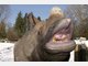 Die Stars im Tierpark Hellabrunn
