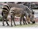 Die Stars im Tierpark Hellabrunn