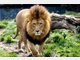 Ein Wahrzeichen des Tierparks war der L&ouml;we Aramis mit seiner pr&auml;chtigen M&auml;hne.