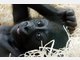 Die Stars im Tierpark Hellabrunn