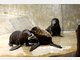 Die Stars im Tierpark Hellabrunn