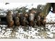 Die Stars im Tierpark Hellabrunn