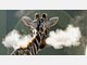 Die Stars im Tierpark Hellabrunn