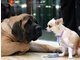 Mastiff