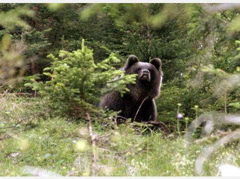 Ein Braunbär, aufgenommen in der Nähe von Nauders in Tirol. Im Spätherbst 2008 war im österreichischen Stubaital erneut ein Braunbär gesichtet worden, der im Jahr 2009 nach Deutschland kommen könnte. Ein Braunbär, aufgenommen in der Nähe von Nauders in Tirol. Im Spätherbst 2008 war im österreichischen Stubaital erneut ein Braunbär gesichtet worden, der im Jahr 2009 nach Deutschland kommen könnte.