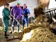 Aktion: Politiker im Stall
