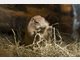 Sein Name l&auml;sst ein anderes Aussehen vermuten: der Pr&auml;riehund ist eine nordamerikanische Gattung der Erdh&ouml;rnchen und mit Murmeltieren und Zieseln verwandt.