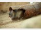 Auch sie sind im unterirdischen Zoo zu finden: Ratten.