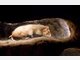 Die kleinen W&uuml;hler f&uuml;hlen sich in L&ouml;ss- und Lehmb&ouml;den am wohlsten. Diesen Komfort finden sie im Osnabr&uuml;cker Zoo.