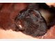 Trugratten - der Name ist Programm: Sie haben ihren Namen augrund der &auml;u&szlig;eren &Auml;hnlichkeit mit Ratten, verwandt sind sie jedoch nicht mit ihnen.