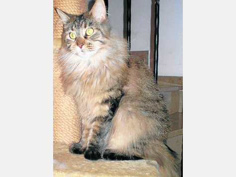 Cilla ist wunderschön und weiß das auch. Foto: kn Cilla ist wunderschön und weiß das auch. Foto: kn
