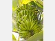 Bananen machen gl&uuml;cklich: Daf&uuml;r sorgt der pflanzliche Hormonstoff Serotonin. Und Bananen sind sehr reichhaltig - man k&ouml;nnte sich viele Tage nur von ihnen ern&auml;hren, ohne M&auml;ngel zu erleiden. Sie enthalten u.a. Vitamin B1, B2, B6, Magnesium, Kalium