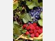 Beeren sind die reinsten Vitamin-C-Bomben. Und auch sonst haben sie so einiges für die Gesundheit zu bieten: Sie enthalten u.a. Folsäure, Biotin, Eisen und Magnesium. Erdbeeren helfen bei Kopfschmerzen, Johannisbeeren beugen Cellulite vor und Heidelbeeren stärken die Darmflora Beeren sind die reinsten Vitamin-C-Bomben. Und auch sonst haben sie so einiges für die Gesundheit zu bieten: Sie enthalten u.a. Folsäure, Biotin, Eisen und Magnesium. Erdbeeren helfen bei Kopfschmerzen, Johannisbeeren beugen Cellulite vor und Heidelbeeren stärken die Darmflora