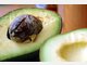 Das Wertvolle an der Avocado sind ihre vielen einfach ungesättigten Fettsäuren. Auch haben sie viel Vitamin B5, C, E, Folsäure und Niacin. Die Tropenfrucht wirkt beruhigend bei Stress und Aggressionen, schützt vor verschiedenen Krebsarten und hilft bei Menstruationsstörungen Das Wertvolle an der Avocado sind ihre vielen einfach ungesättigten Fettsäuren. Auch haben sie viel Vitamin B5, C, E, Folsäure und Niacin. Die Tropenfrucht wirkt beruhigend bei Stress und Aggressionen, schützt vor verschiedenen Krebsarten und hilft bei Menstruationsstörungen