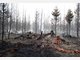 Waldbrand zerst&ouml;rt 25 Hektar in Gr&auml;felfing