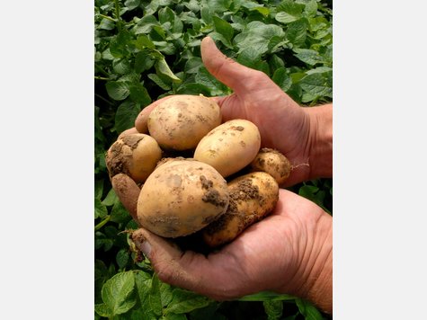 Genkartoffeln der Sorte "Amflora".