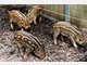 Vier Baby-Wildschweine im Tierpark