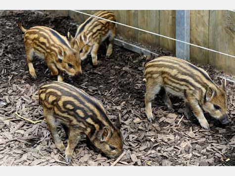Vier Baby-Wildschweine im Tierpark