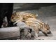 Vier Baby-Wildschweine im Tierpark