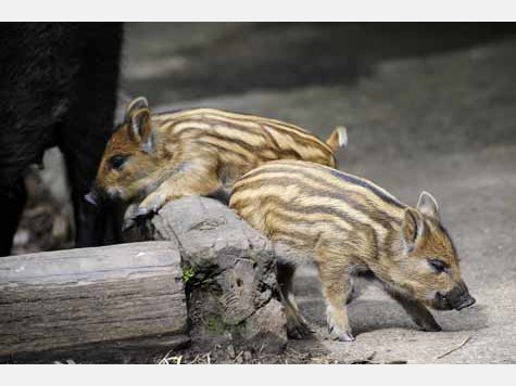 Vier Baby-Wildschweine im Tierpark