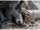 Vier Baby-Wildschweine im Tierpark