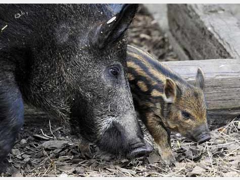 Vier Baby-Wildschweine im Tierpark