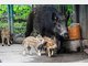 Vier Baby-Wildschweine im Tierpark