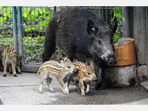 Vier Baby-Wildschweine im Tierpark
