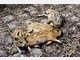 Vier Baby-Wildschweine im Tierpark