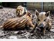 Vier Baby-Wildschweine im Tierpark