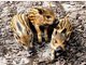Vier Baby-Wildschweine im Tierpark