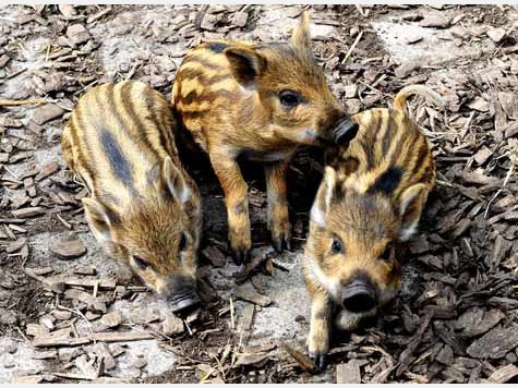 Vier Baby-Wildschweine im Tierpark