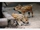 Vier Baby-Wildschweine im Tierpark