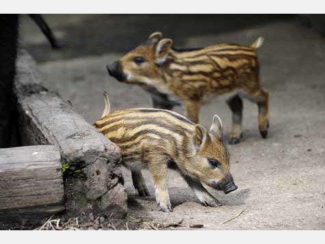 Vier Baby-Wildschweine im Tierpark