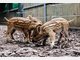 Vier Baby-Wildschweine im Tierpark