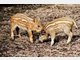 Vier Baby-Wildschweine im Tierpark