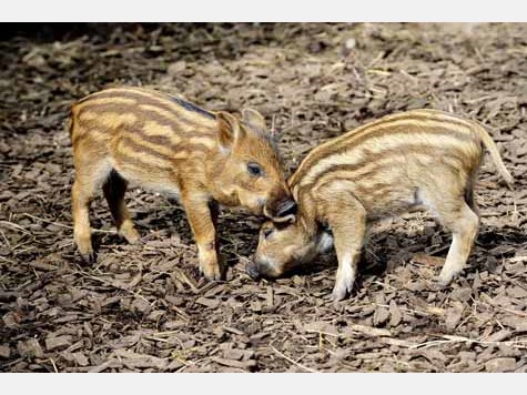Vier Baby-Wildschweine im Tierpark