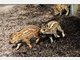 Vier Baby-Wildschweine im Tierpark