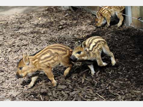 Vier Baby-Wildschweine im Tierpark