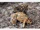 Vier Baby-Wildschweine im Tierpark