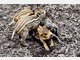 Vier Baby-Wildschweine im Tierpark