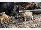 Vier Baby-Wildschweine im Tierpark