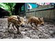 Vier Baby-Wildschweine im Tierpark