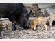 Vier Baby-Wildschweine im Tierpark