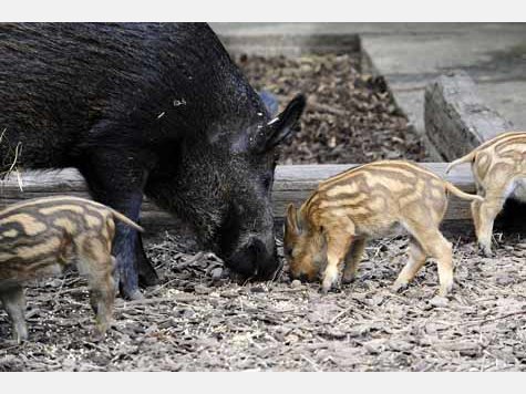 Vier Baby-Wildschweine im Tierpark