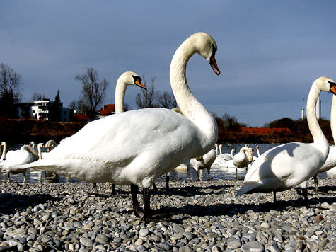 Schwan