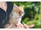 Findel-Fuchs Ina hat ein neues Zuhause