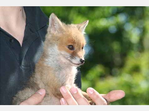 Findel-Fuchs Ina hat ein neues Zuhause