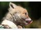 Findel-Fuchs Ina hat ein neues Zuhause